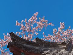 -百花洲