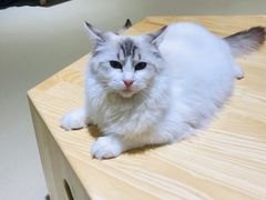 -藏猫猫咖啡主题馆(中央大道店)