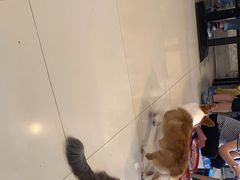 -平行世界·猫咖(首经贸店)