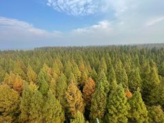 -黄海国家森林公园