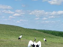-黑龙江扎龙生态旅游区