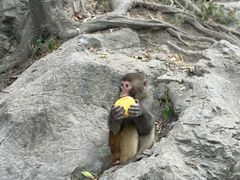 -黔灵山公园