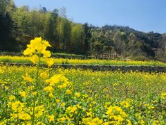 -桑洲油菜花景区