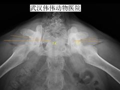 -伟伟宠物医院·CT影像中心·瑞派犬猫综合性门诊(汉口总院)