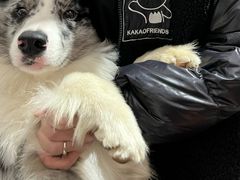 -翊宠yipet猫狗购宠庄园犬舍•猫舍