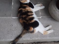 -西园戒幢律寺
