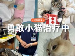 -纳吉亚猫专科动物医院博雅分院