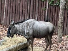 -清迈夜间动物园