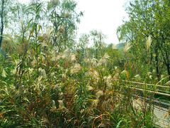 -西湖风景区-江洋畈生态公园