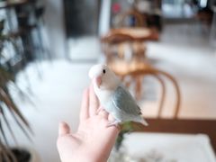 -Bai Meow法式西点咖啡