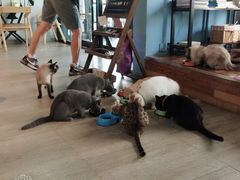 -猫咪咖啡·猫咖(万达广场店)