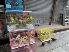 -园圃街雀鸟花园