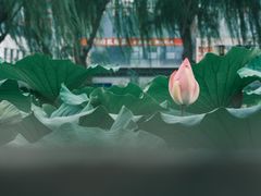 -济南大明湖景区