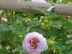 -洛阳市隋唐城遗址植物园