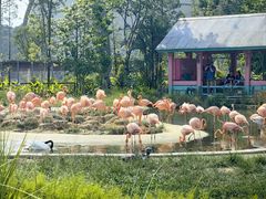 -新加坡飞禽公园