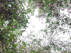 -深圳国际园林花卉博览园