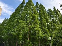 -同济大学-北苑食堂