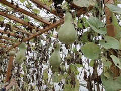 -中国天府农业博览园