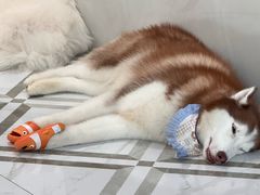 -星多哈·狗咖·拼豆·咖啡