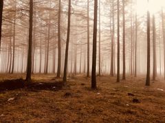 -塞罕坝国家级自然保护区