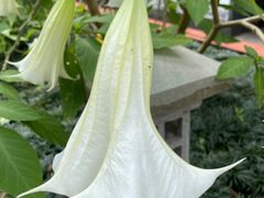 -广州神农草堂中医药博物馆