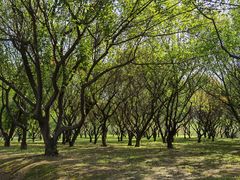 -蜀冈西峰生态公园