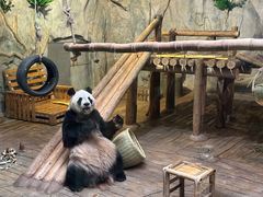 -深圳野生动物园