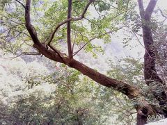 -王顺山国家森林公园