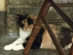 -猫色咖啡·猫咖