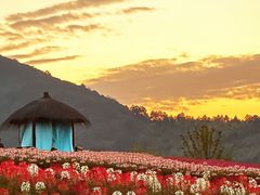 -径山花海