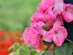 -都江堰玫瑰花溪谷