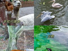 -上海野生动物园