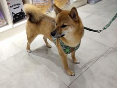 -老吴的猫·猫舍(新区店)