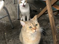 -喵屿·大理花园猫咖