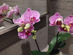 -小南洋海景餐厅(深圳湾店)