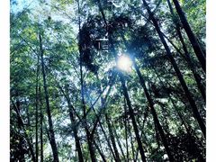 -长沙黑麋峰国家森林公园