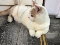 -浣熊柯尔鸭土拨鼠·电玩咖