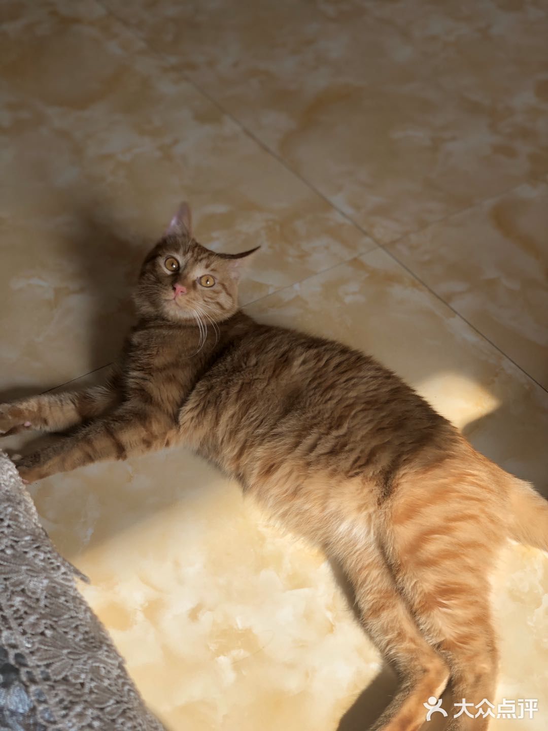 心里还有点不舍。希望它健康的走完它的猫生