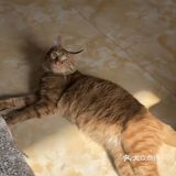 心里还有点不舍。希望它健康的走完它的猫生