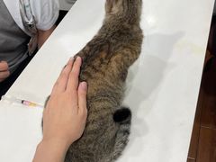 -瑞派动物医院·绝育·犬猫全科·预防医学(光景江南中店)