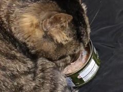 -宠爱国际动物医院· 猫科· 外科·中兽医(长白店)