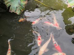 -鹅湖玫瑰文化园
