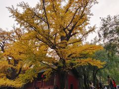 -晋祠公园