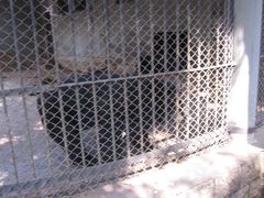 纪念品-昆明动物园