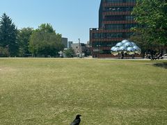 -金泽21世纪美术馆