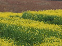 -三圣花乡旅游区