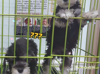唯爱宠物找到你最爱的它
