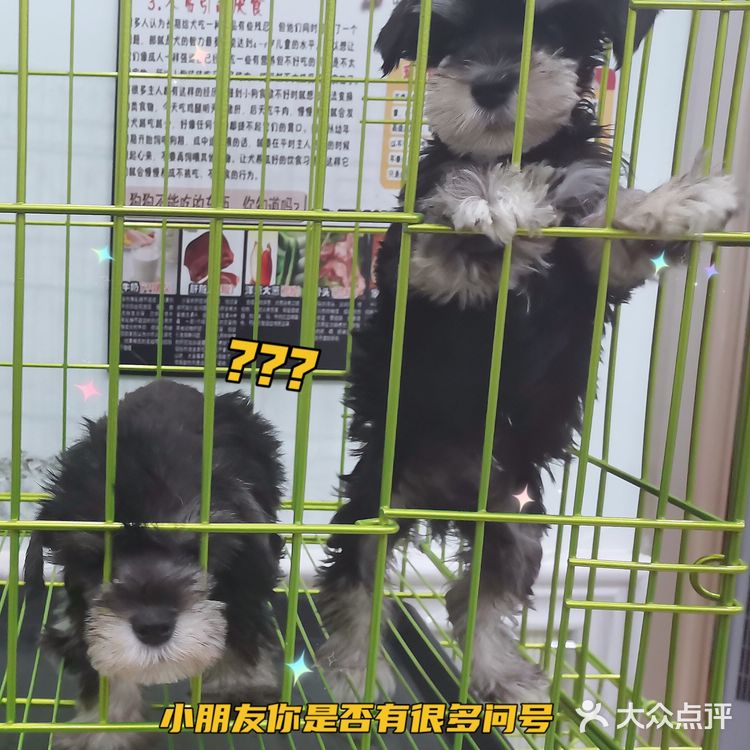 唯爱宠物找到你最爱的它