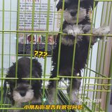 唯爱宠物找到你最爱的它