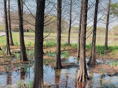 -溱湖国家湿地公园